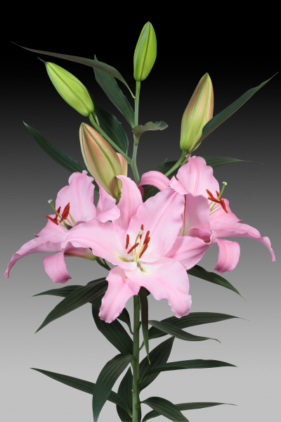 Lilium Oriental 'Monsano'